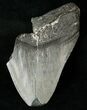 Partial Fossil Megalodon Tooth #17253-1